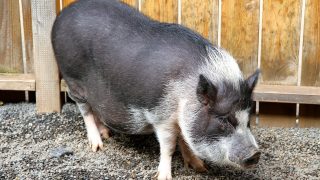 Can You Eat Potbelly Pigs