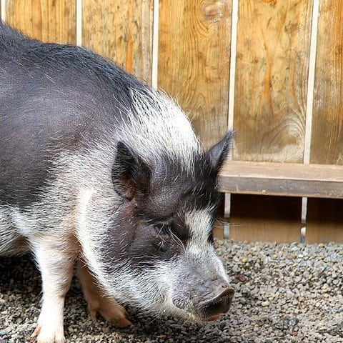 Can You Eat Potbelly Pigs? - Practical Cooks