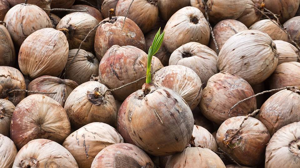 Can You Drink Brown Coconut Water? Practical Cooks