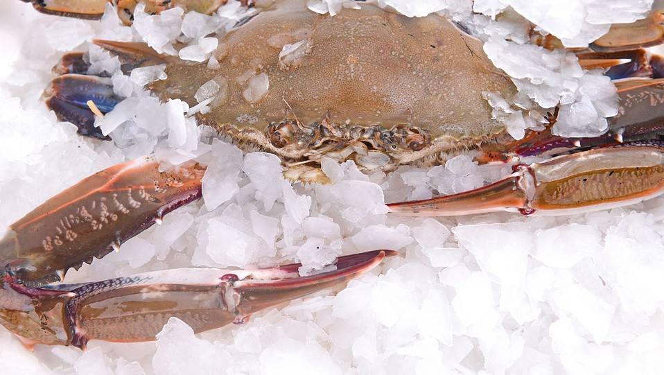 Spectacular How Long Can You Freeze Crab Legs Abstract for Your Screen Spectacular How Long Can You Freeze Crab Legs Abstract for Your Screen
