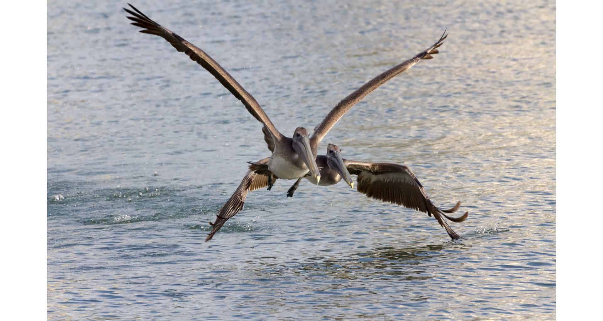 Can You Eat a Pelican? Practical Cooks