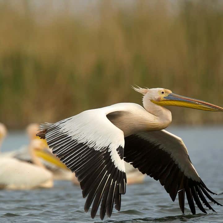 Can You Eat a Pelican? - Practical Cooks