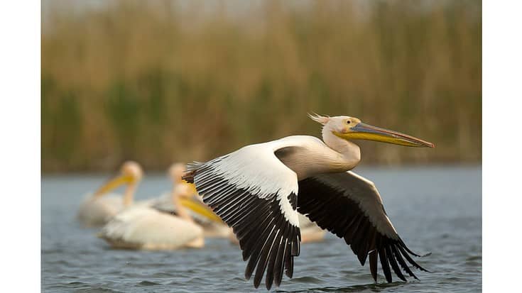 Can You Eat a Pelican? - Practical Cooks