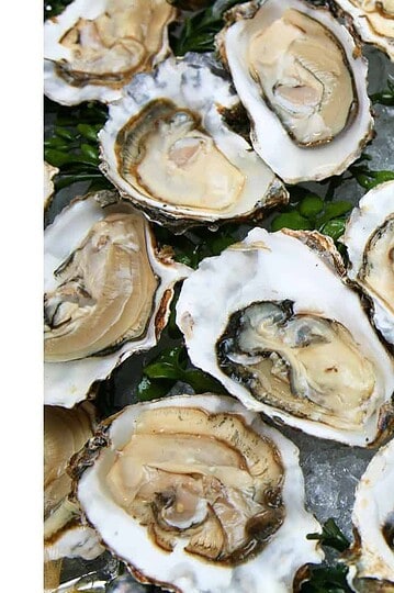 Oyster