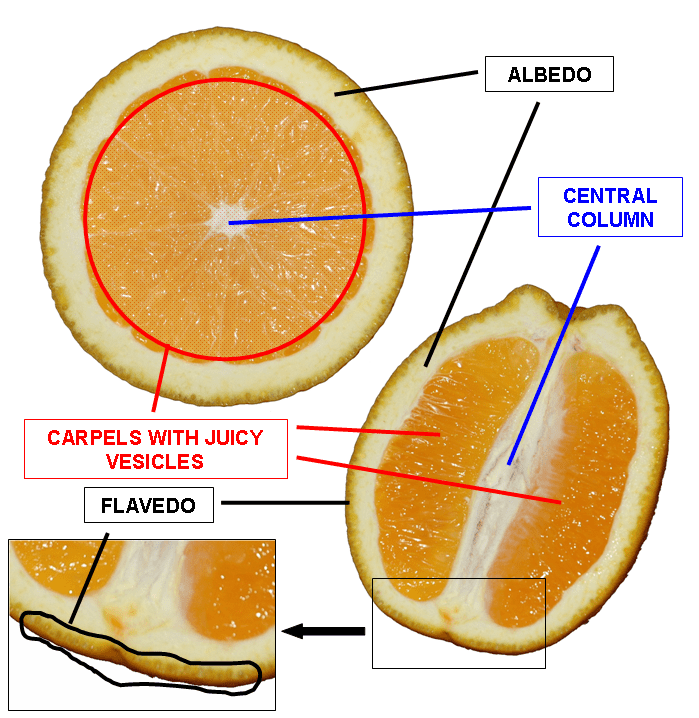 White Rind Inorange White Spots On Oranges - Are They Good To Eat? - Practical Cooks