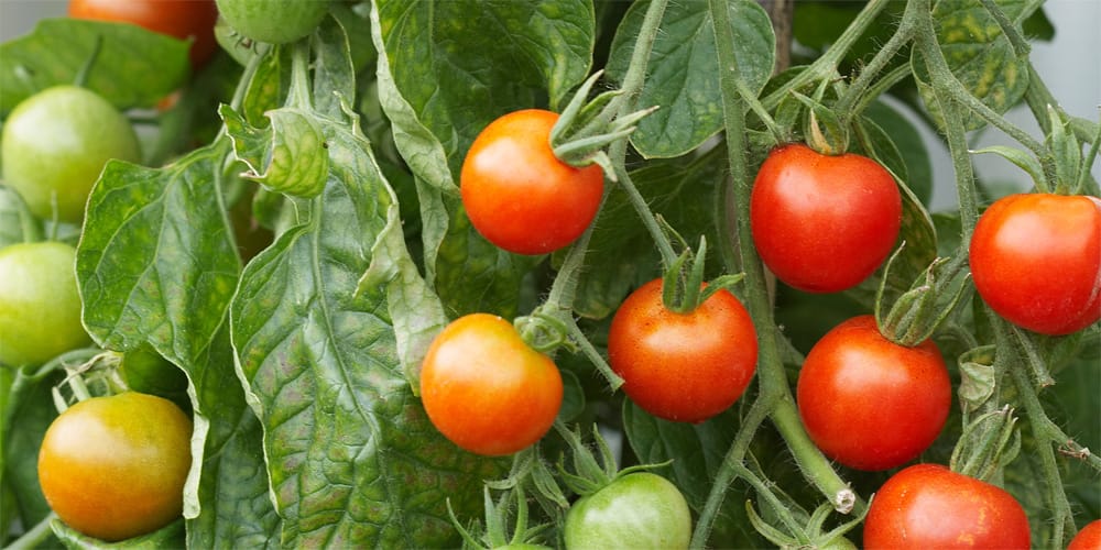 Are green tomatoes poisonous?