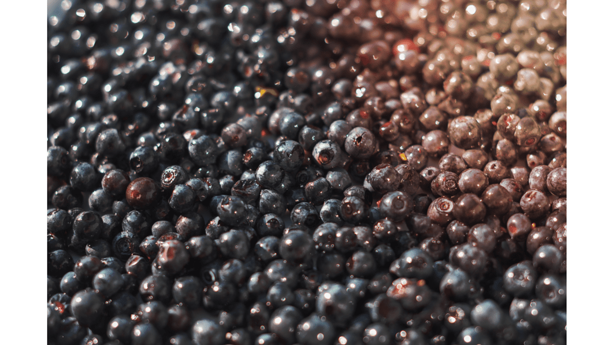 Do Prunes Need To Be Refrigerated? Practical Cooks