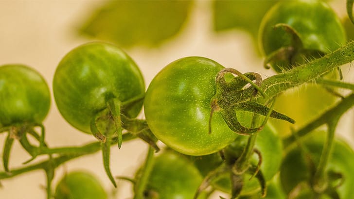 Can You Eat Green Tomatoes Raw?