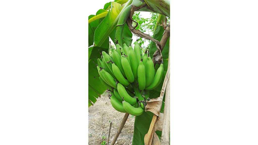 Cavendish Bananas