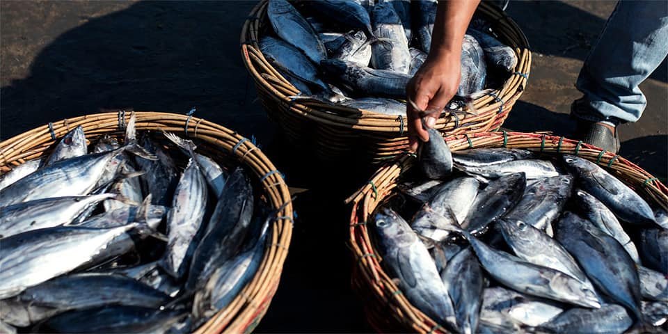 Can You Marinate Frozen Fish? (And How?) - Practical Cooks