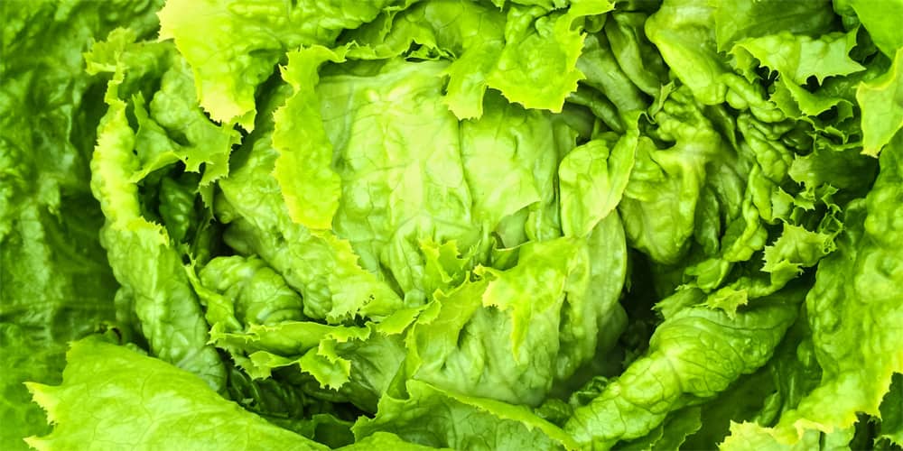 How Long Will Iceberg Lettuce Last?