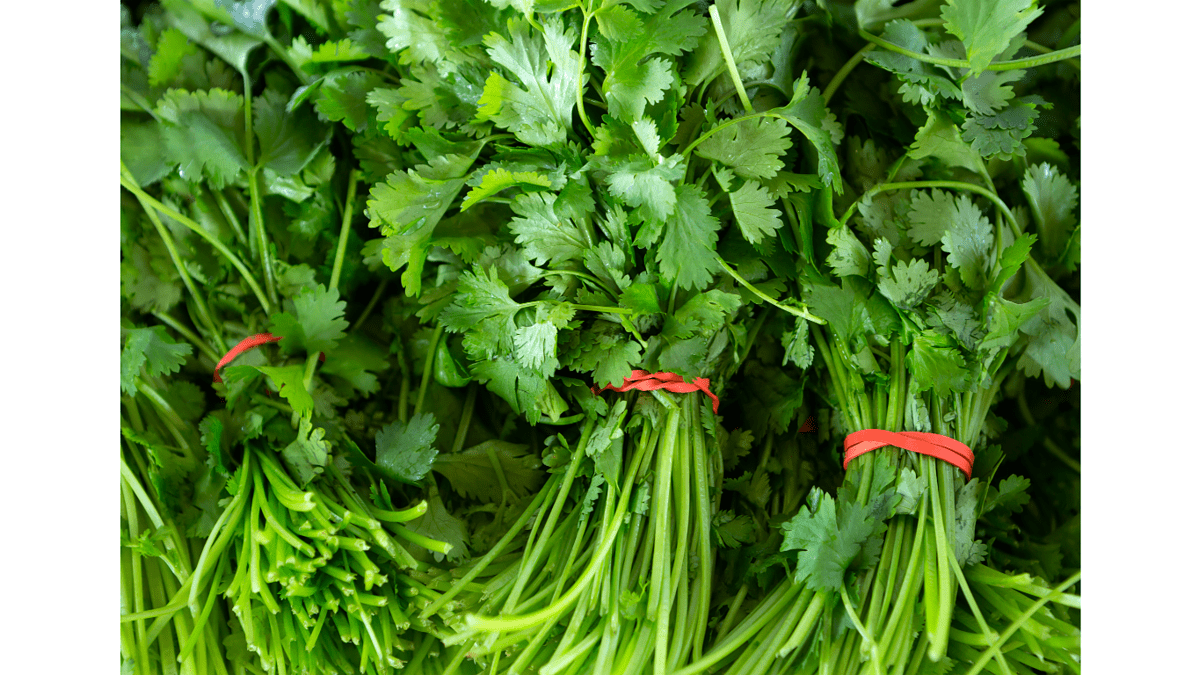 How Much is a Bunch of Cilantro? Practical Cooks