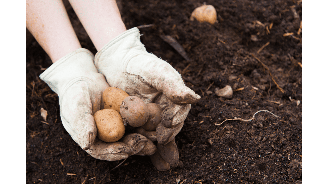 Is It OK to Eat Sprouted Potatoes