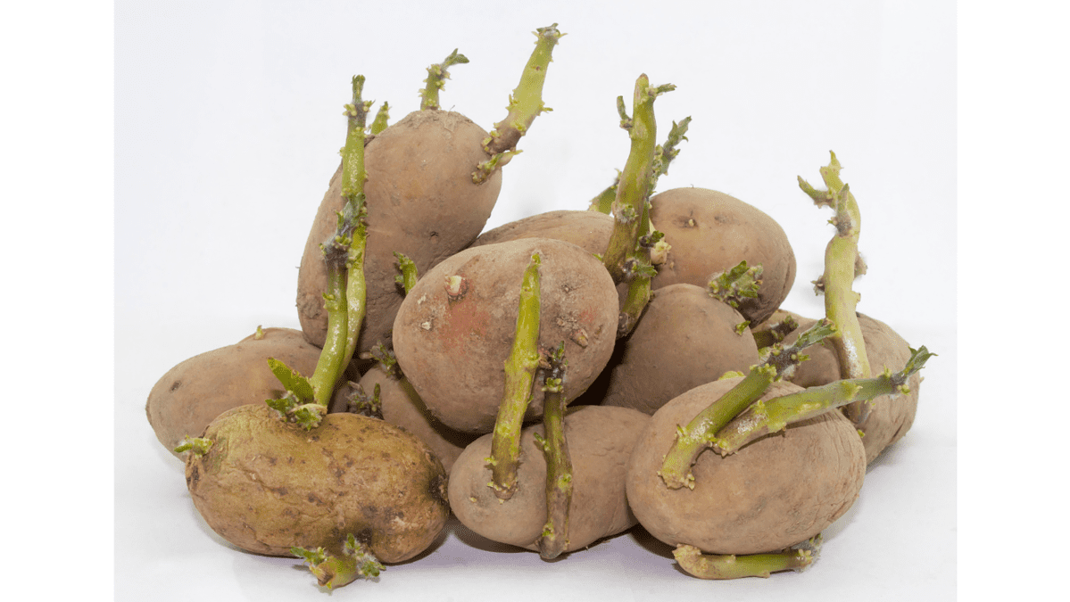 Can You Eat Sprouted Potatoes? Everything You Need to Know - Practical