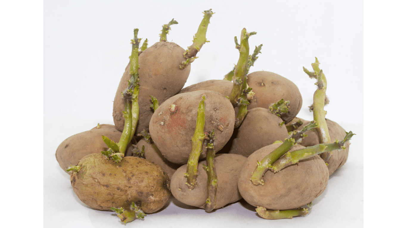 Can You Eat Sprouted Potatoes? Everything You Need to Know - Practical