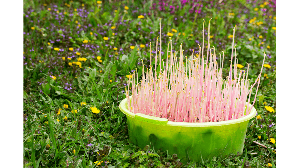 Can You Eat Sprouted Potatoes? Everything You Need to Know - Practical