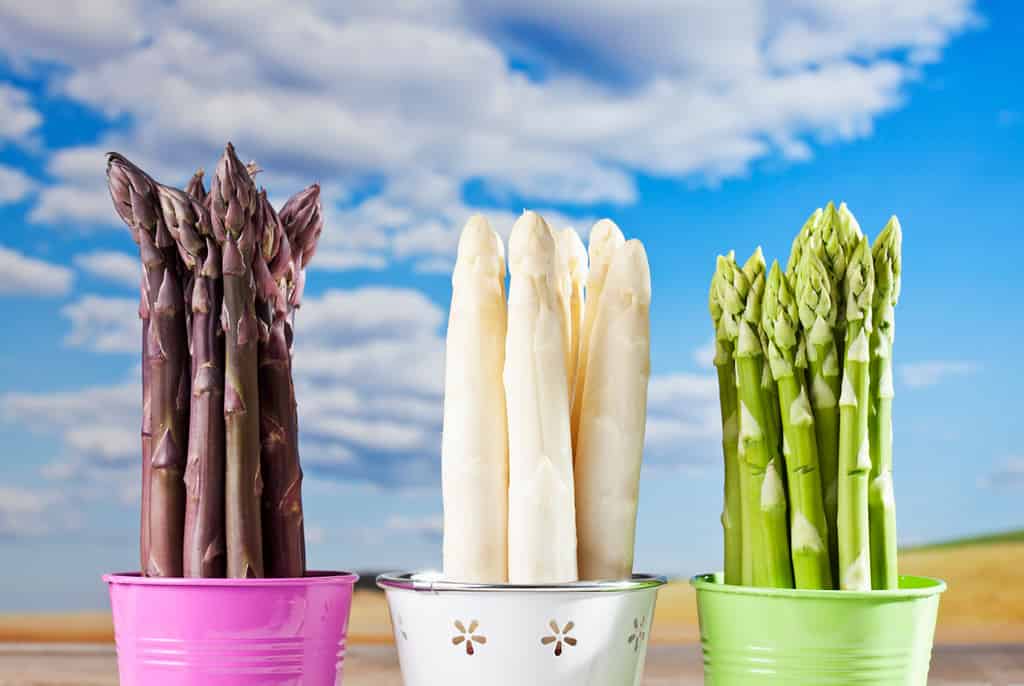 Reasons for the Bitterness in Asparagus