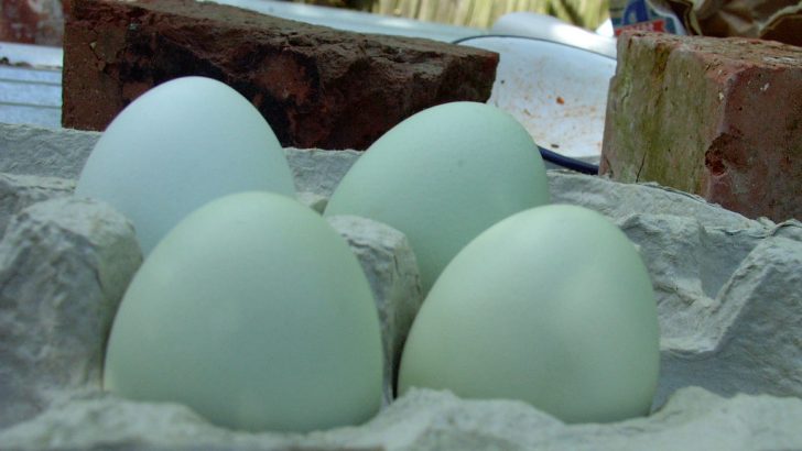 Are Blue Chicken Eggs Safe to Eat?