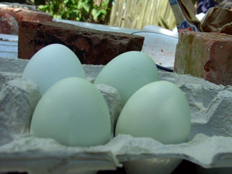 blue chicken eggs